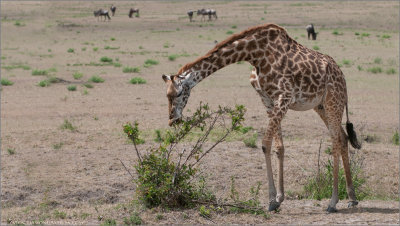  Giraffe in Africa