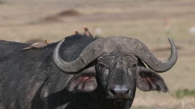 Cape Buffalo in Tanzania