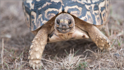 Leopard Tortise