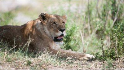 Lion Resting 