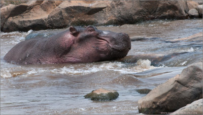 Smiling Hippo in Tanzania
