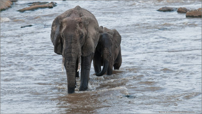 Elephant Family in Tanzania