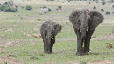 Elephant Family in Tanzania