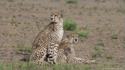 Cheetahs on the Serengetti