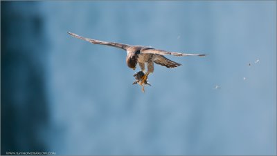 Peregrine in Flight