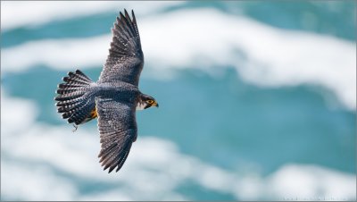 Peregrine Falcon with Catch 