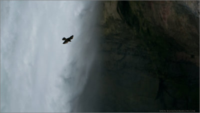  Peregrine at the Falls 