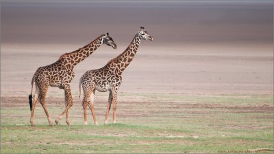 Giraffe Couple in Tanzania