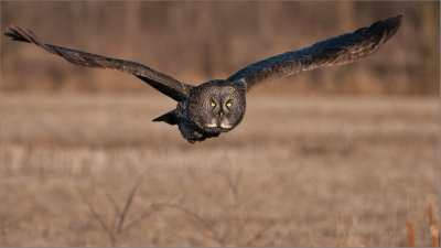 Great Gray Owl in Flight