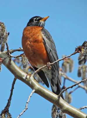 American Robin 2