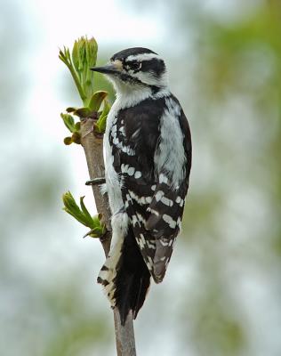 Downy Woodpecker female  3