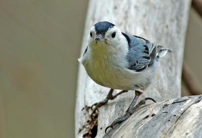 White-breasted Nuthatch 12