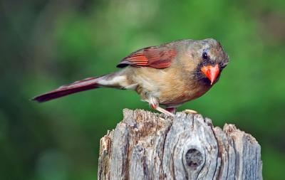 Female Northern Cardinal 5