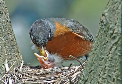 American Robin with youngster 3