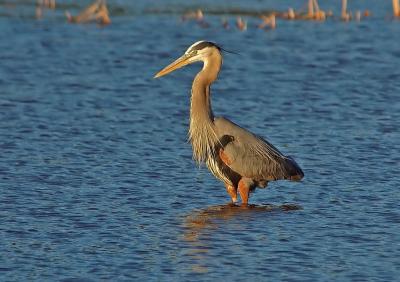 Great Blue Heron 2