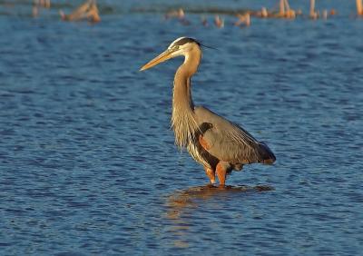 Great Blue Heron 2