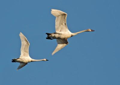Trumpeter Swans in Flight 3