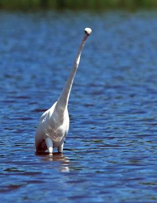 Great Egret 1