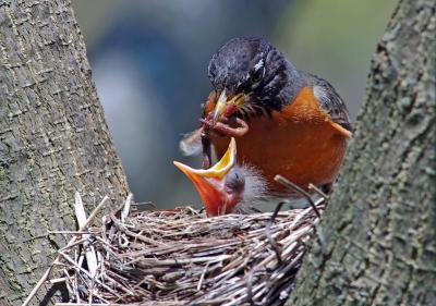 American Robin with youngsters 4