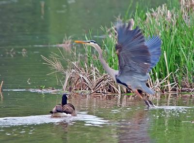 Great Blue Heron chased by Canada Goose 8