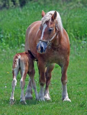 Hungry Foal 2