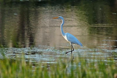 Great Egret on the Move 3