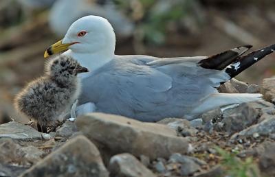 Ring-billed Gull Family 2