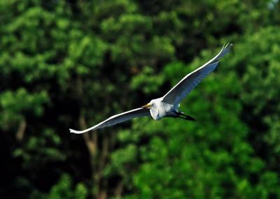 Great Egret in Flight 5