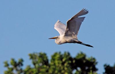 Great Egret in Flight 7