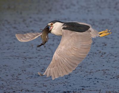 Black-crowned Night Heron 13