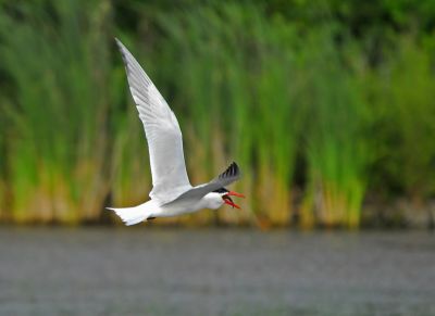 Caspian Tern with a Snack 2