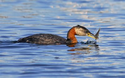 Red-necked Grebe 1