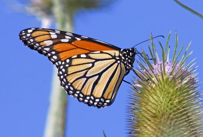 Monarch Butterfly 23