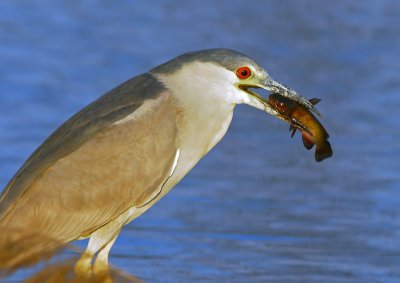 Black-crowned Night Heron Feeding 25