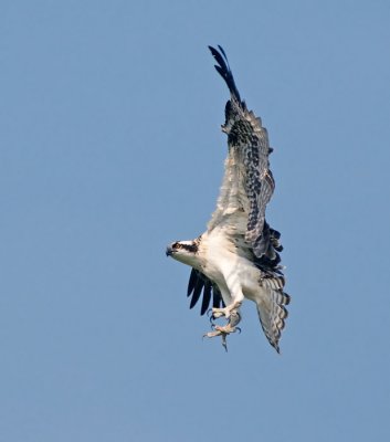 Osprey in Flight 3