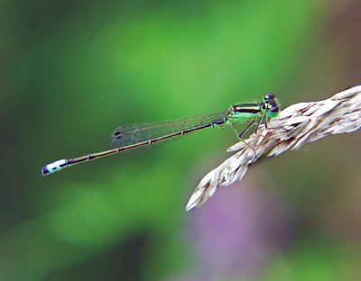 Damselfly 5