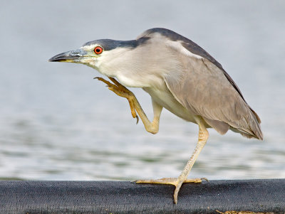 Black-crowned Night Heron A quick Scratch 28