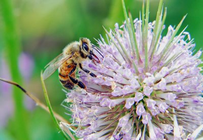 Honey Bee on a Thistle 2