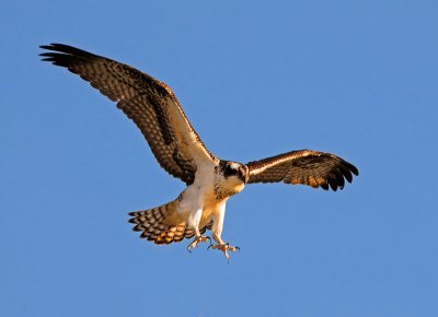 Osprey in Flight 8