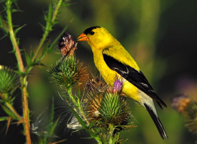 American Goldfinch 9