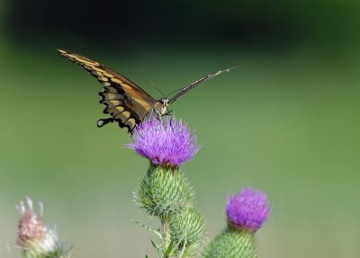 A Butterfly and a Thistle 27