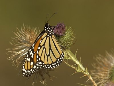 Monarch Butterfly 28