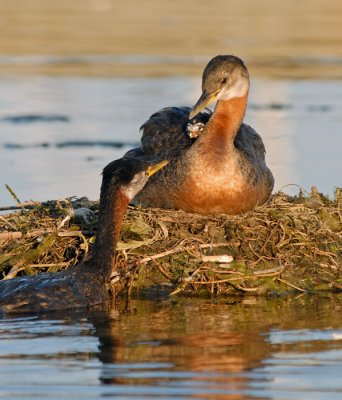 Red-necked Grebes 6
