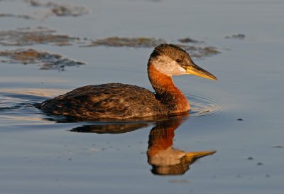 Red-necked Grebe 7