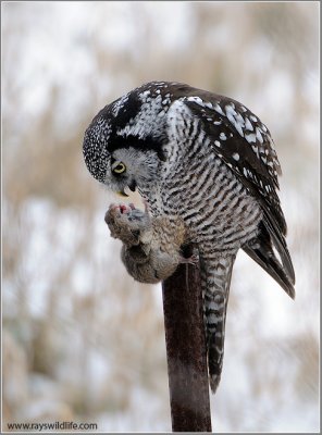 Northern Hawk Owl with Snack 29