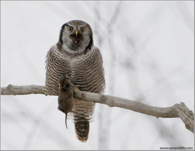 Northern Hawk Owl 31