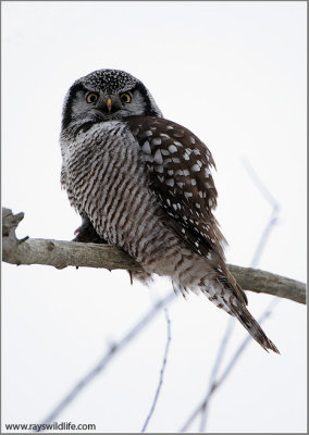 Northern Hawk Owl 32