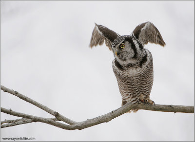 Northern Hawk Owl Lift Off 33