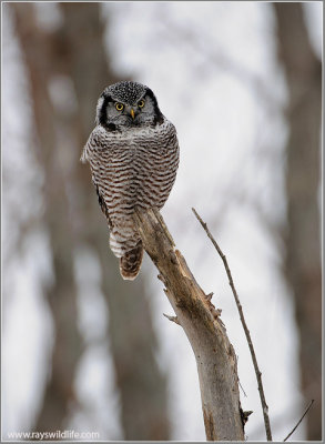 Northern Hawk Owl 35