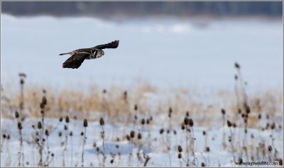 Northern Hawk Owl in Flight 36